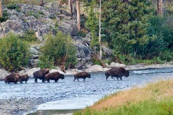 Wildlife Yellowstone<br>NIKON D4, 850 mm, 4500 ISO,  1/400 sec,  f : 9 , Distance : 84 m
